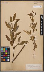 Salix blumhardtiana Schimp. ex Hochst.